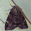 Locust Underwing