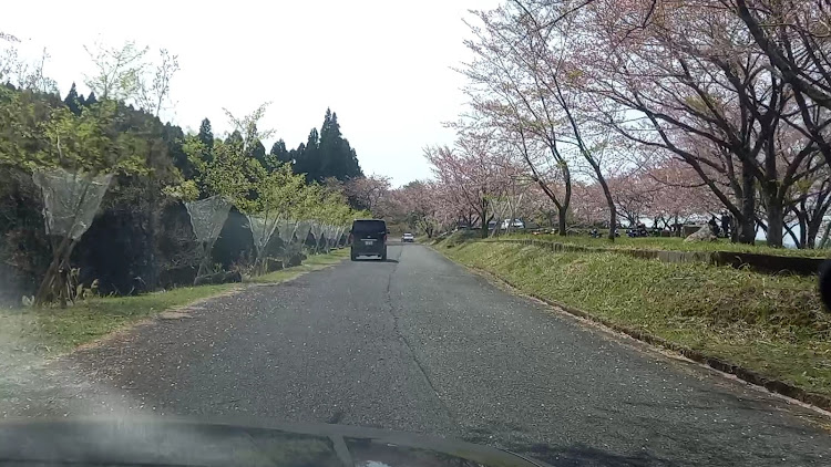 スカイライン GT-Rの御嶽桜ロード・桜とコラボに関するカスタム事例の投稿画像1枚目