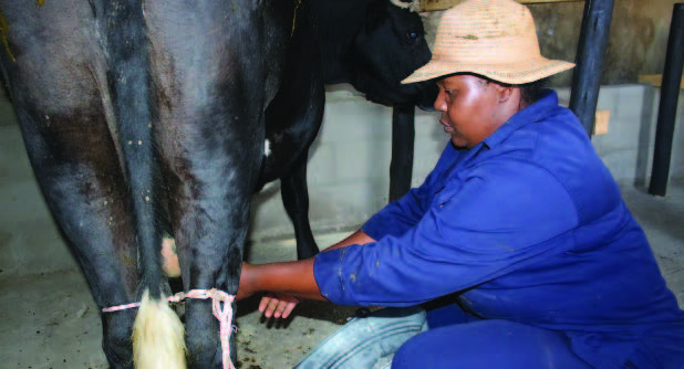 Agripreneur Lerato Senakhomo, the director of Senakhomo farm in Sedibeng, in the Vaal.