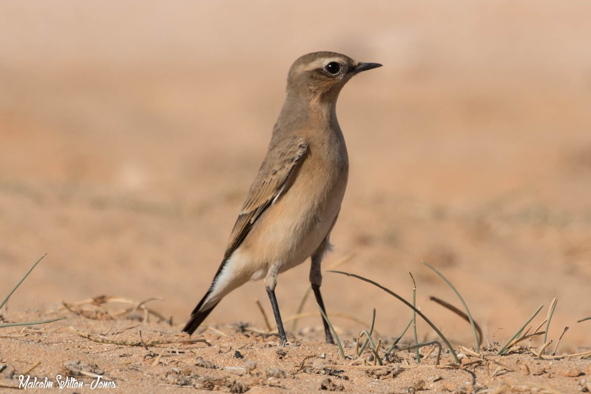 Wheatear