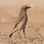 Wheatear