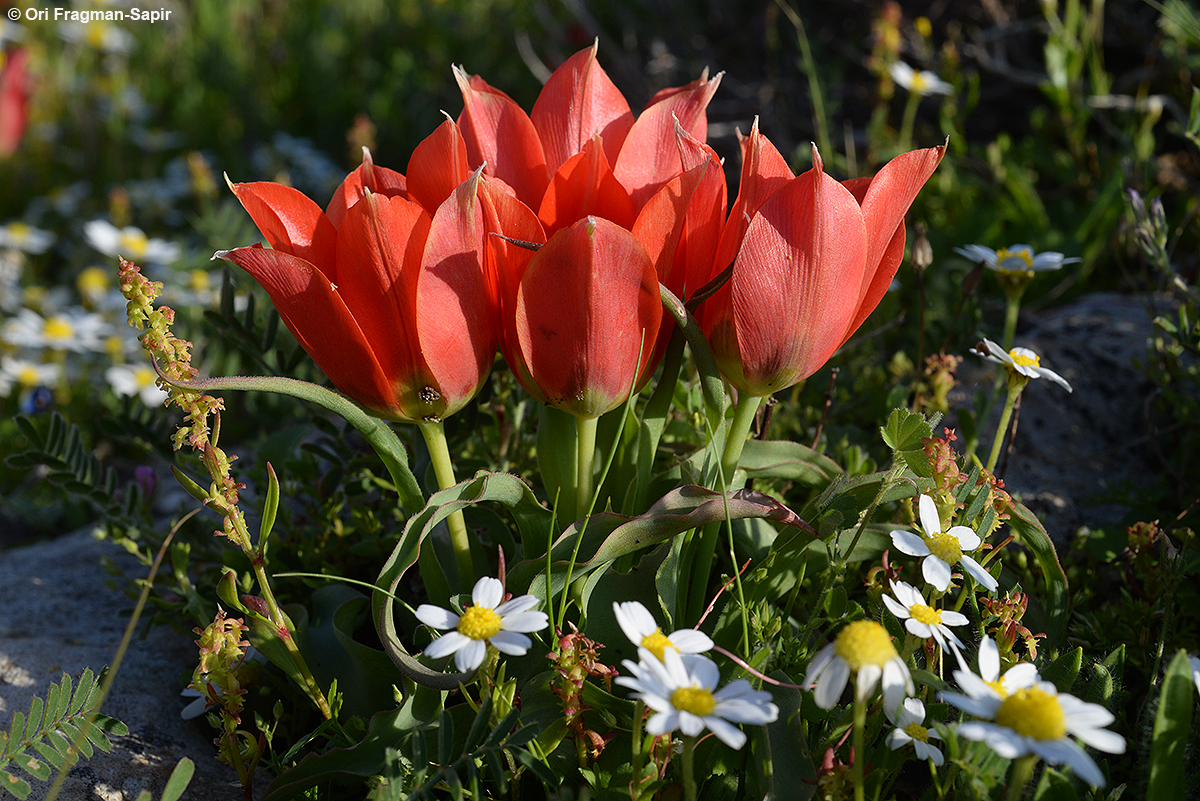 Sun's-eye Tulip