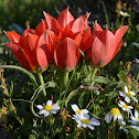 Sun's-eye Tulip