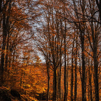 Autunno Arancio  di 