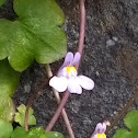 Ivy Leaved Toadflax