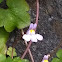 Ivy Leaved Toadflax