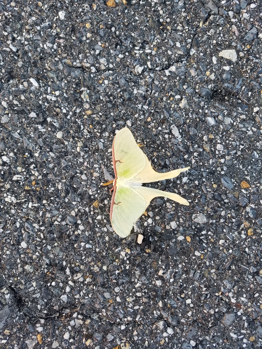 Luna moth