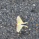 Luna moth