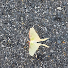 Luna moth