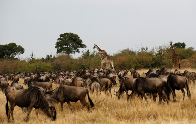 Giraffes are seen among wildebeests (Connochaetes taurinus) as they prepare to cross the Mara river during their migration to the greener pastures, between the Maasai Mara game reserve and the open plains of the Serengeti, southwest of Nairobi, in the Maasai Mara game reserve, Kenya August 9, 2020. Picture taken August 9, 2020.