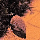 European Hedgehog