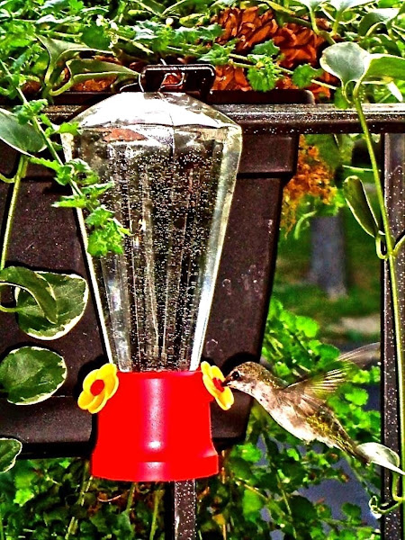 Hummingbird Nectar_image