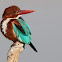 White-throated Kingfisher