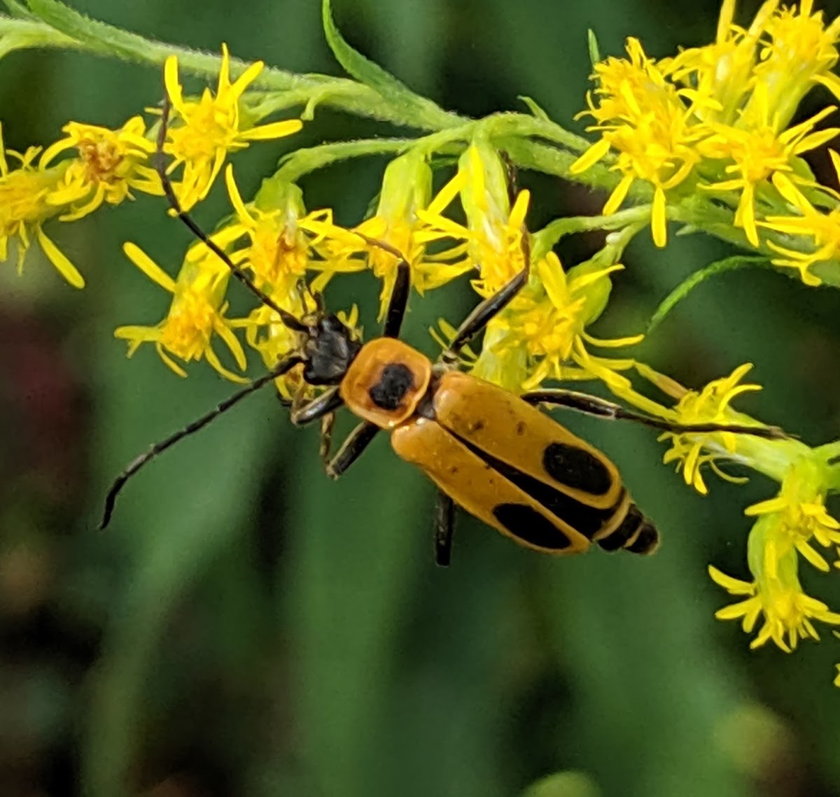 Goldenrod Soldier Beetle