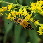 Goldenrod Soldier Beetle