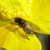 Fannia Fly ♂