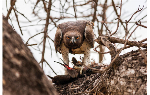 July 2016 category winner: Endangered Africa - A martial eagle, the largest African eagle, feasts on a hadeda near Lower Sabie, Kruger National Park. The species' status is vulnerable.