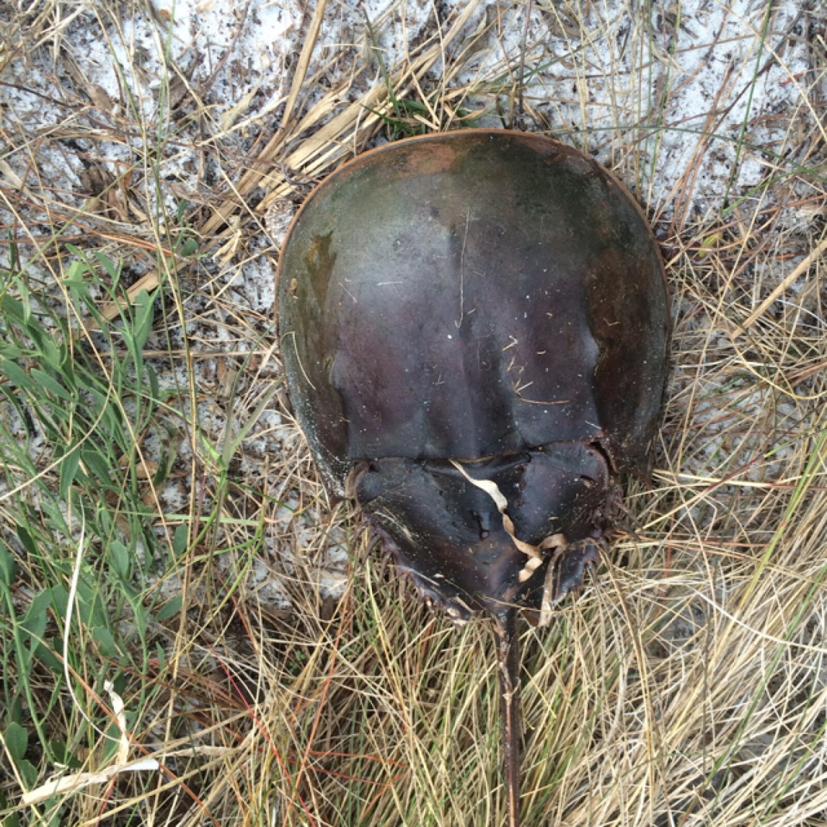 Horseshoe crab