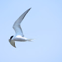 Gull-billed tern