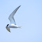 Gull-billed tern