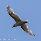 Black-headed Gull; Gaviota Reidora