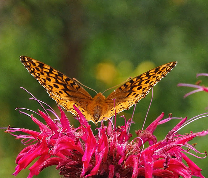 Great spangled fritillary