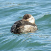 Ruddy Duck