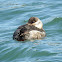 Ruddy Duck