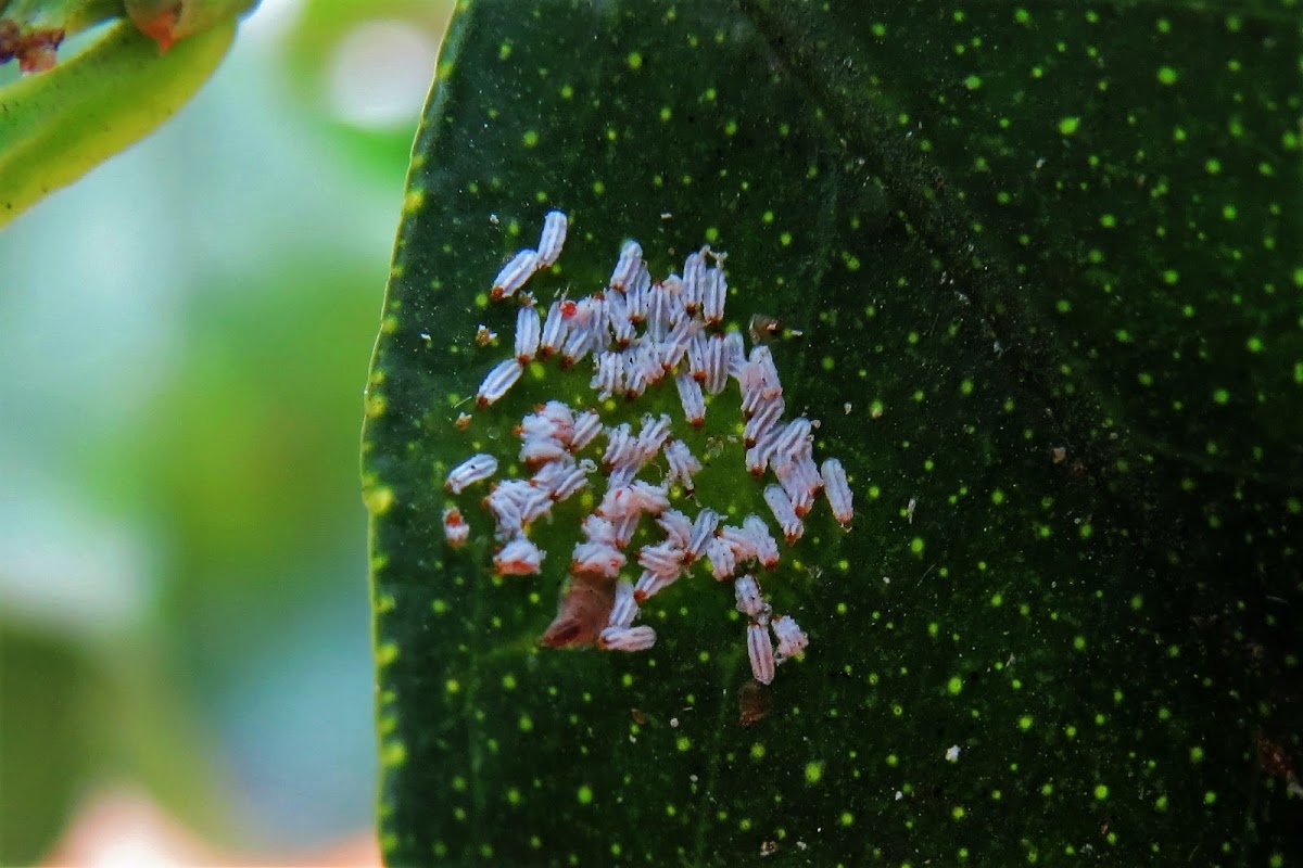 Scale insect