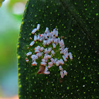 Scale insect
