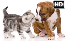 Kitten Vs Puppy - Kittens & Puppies New Tab small promo image