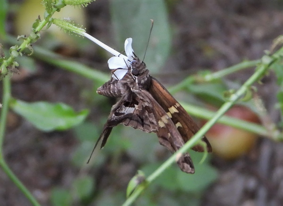 Zilpa longtail