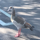 Egyptian Goose