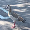 Egyptian Goose