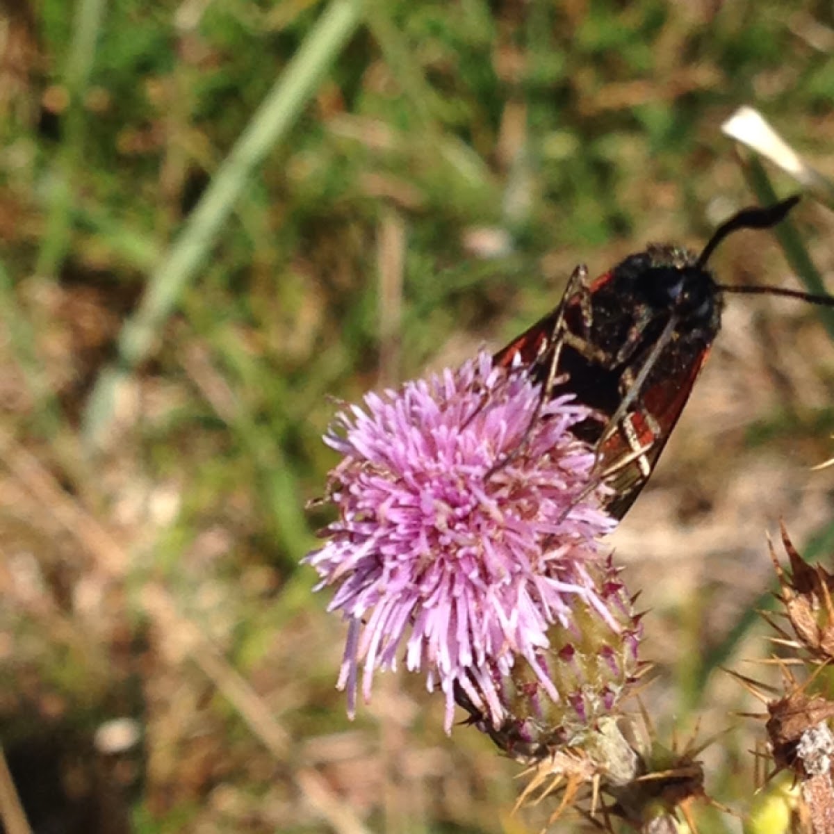 Five spot burnet