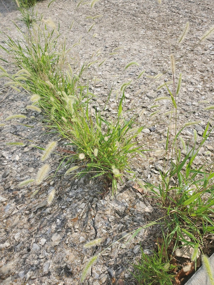 Rabbitsfoot Grass