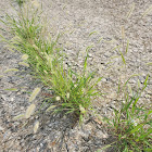 Rabbitsfoot Grass