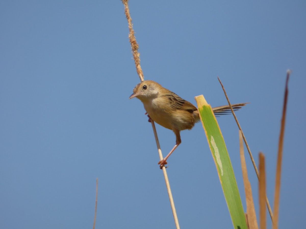 Golden-headed Cisticola