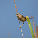 Golden-headed Cisticola