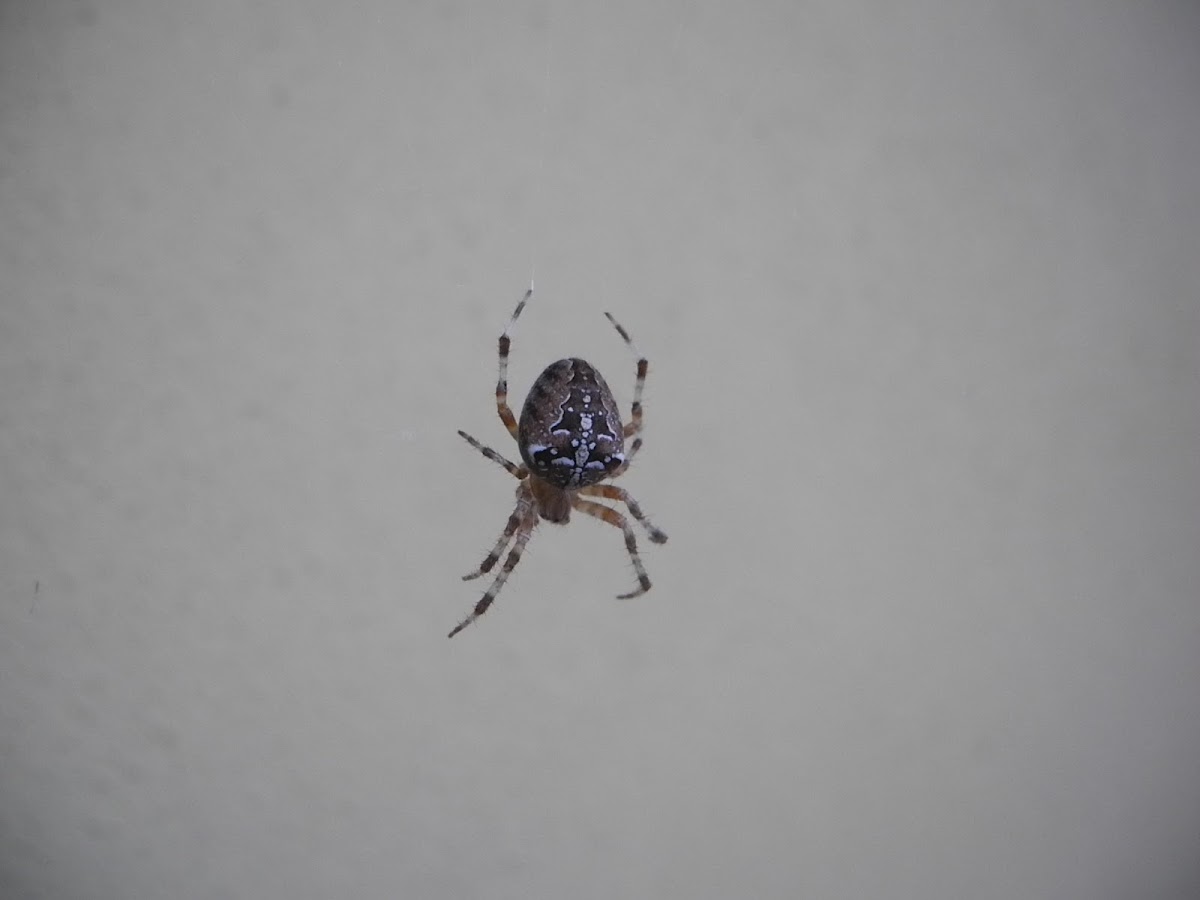 European garden spider