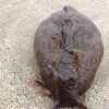 Sea Hare