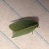 Planthopper