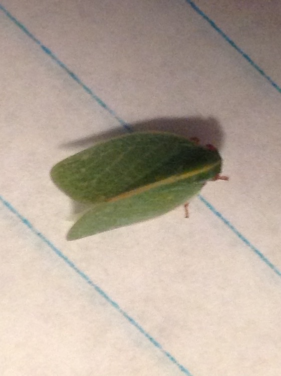 Planthopper