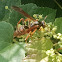 Northern Paper wasp