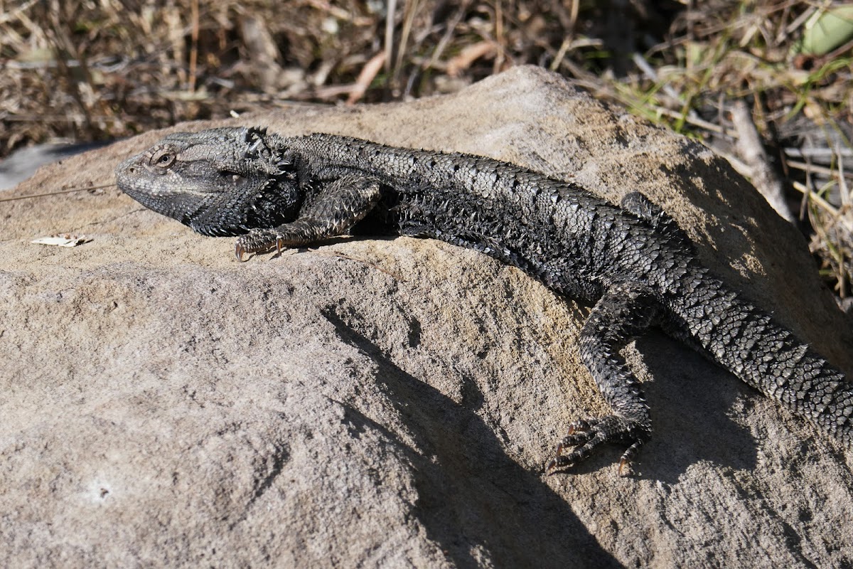 Eastern Bearded Dragon