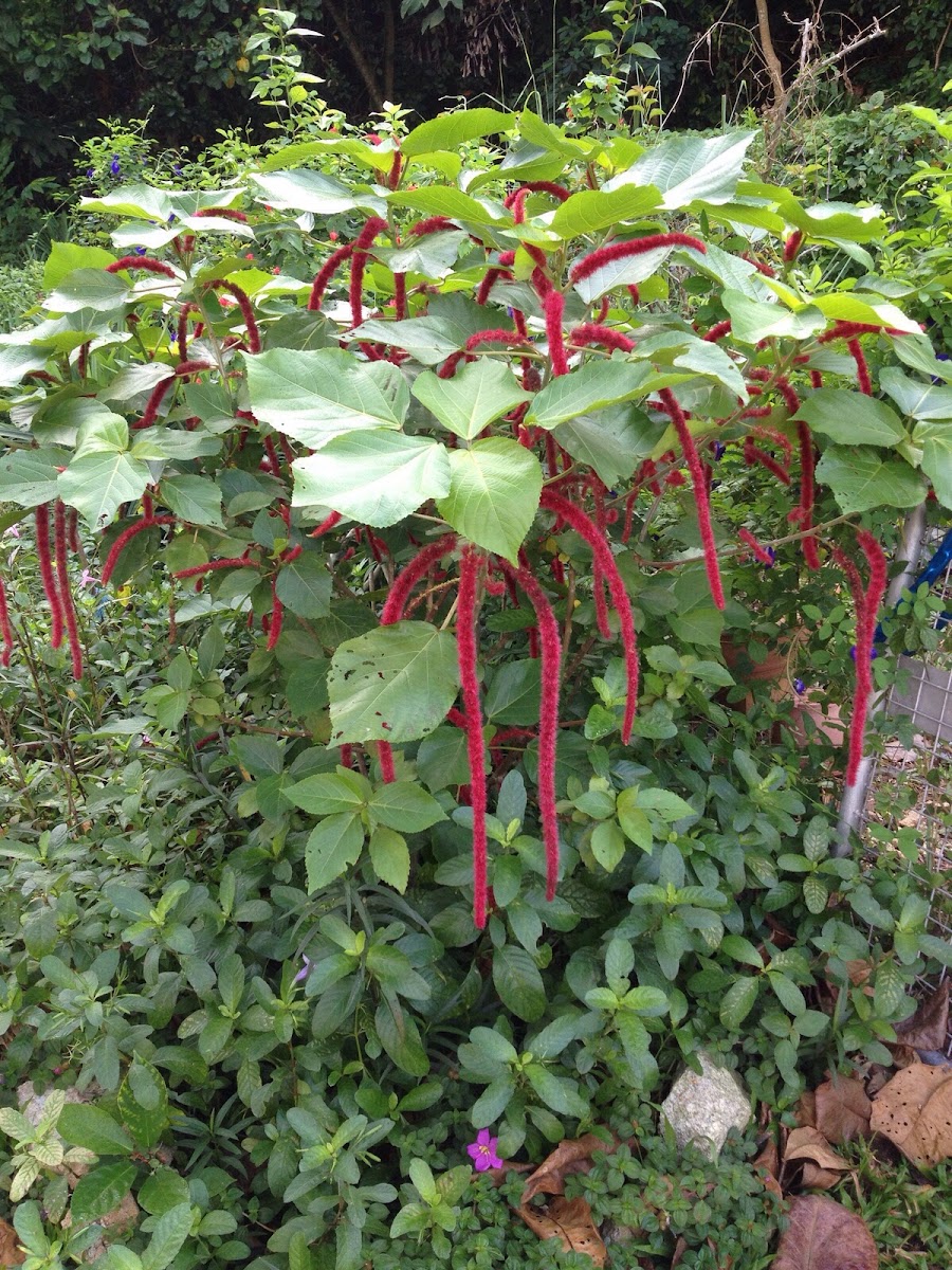 Chenille Plant