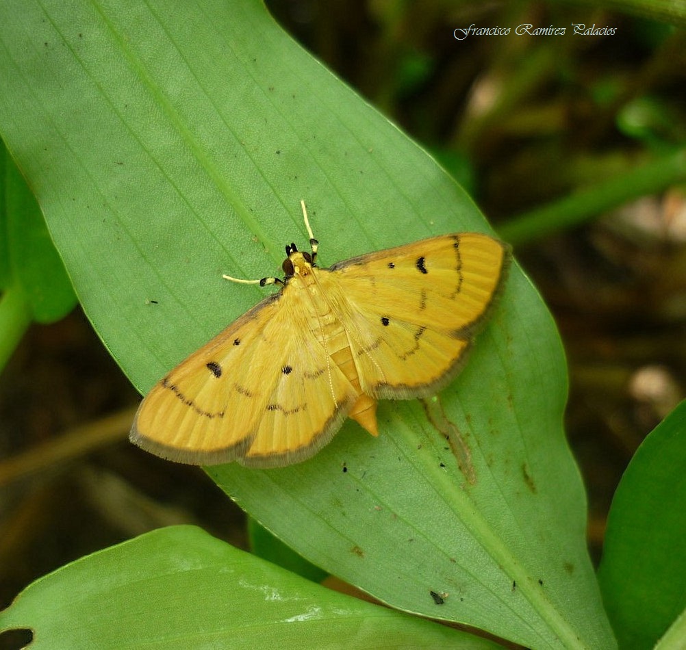 Herpetogramma Moth