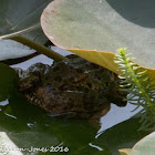 Iberian Water Frog