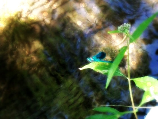 Meravigliosa natura di maryrosyd