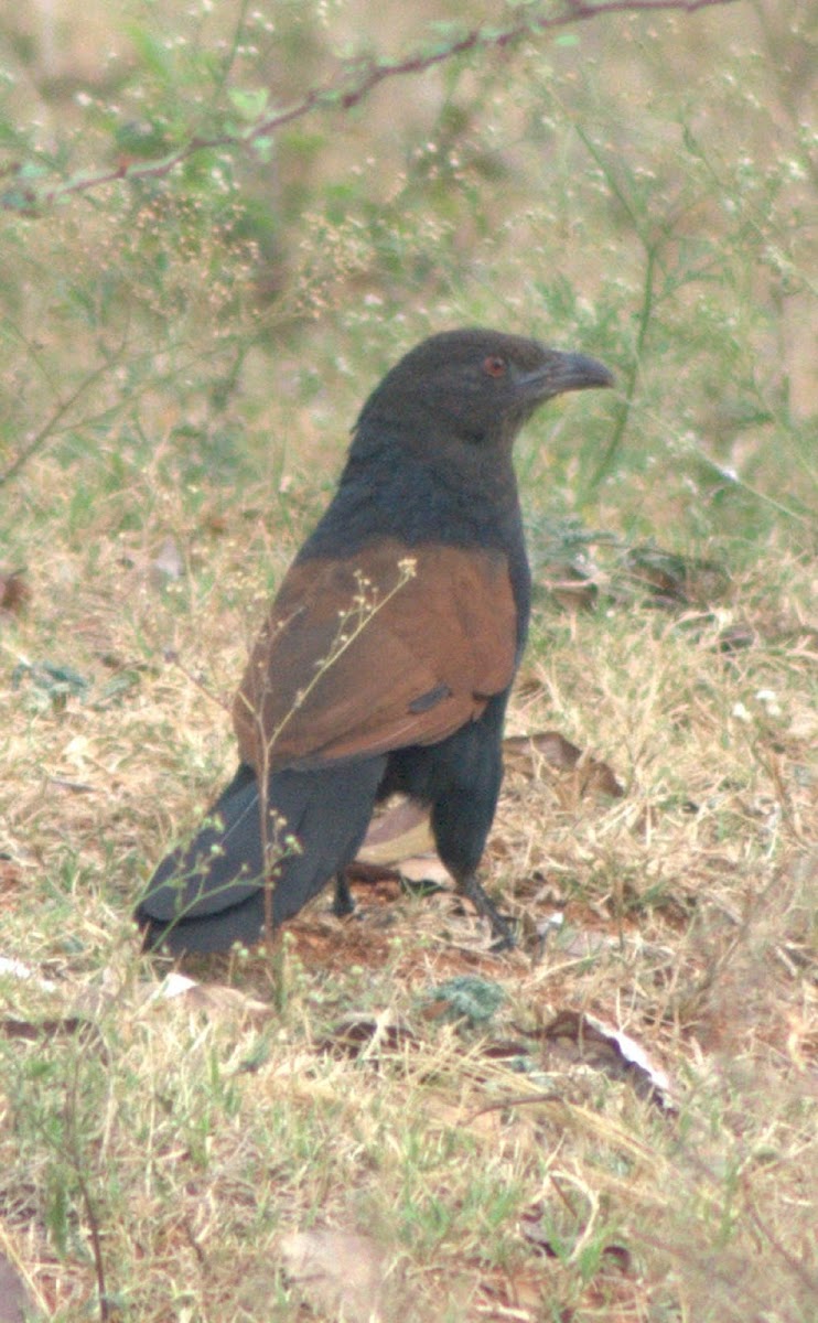 Crow-pheasant or Greater Coucal